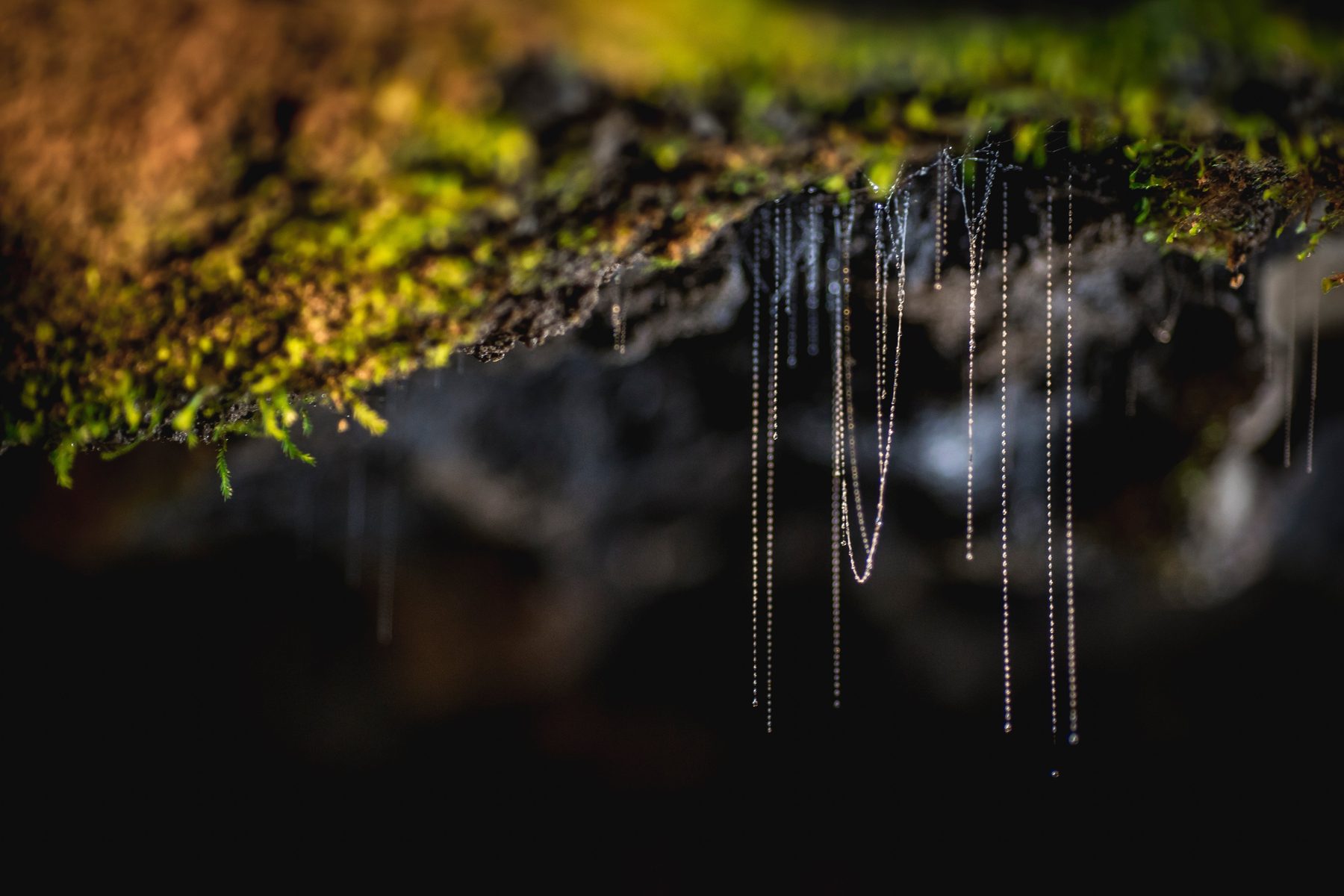 Delicate glowworm feeding lines hanging from a mossy cave ledge