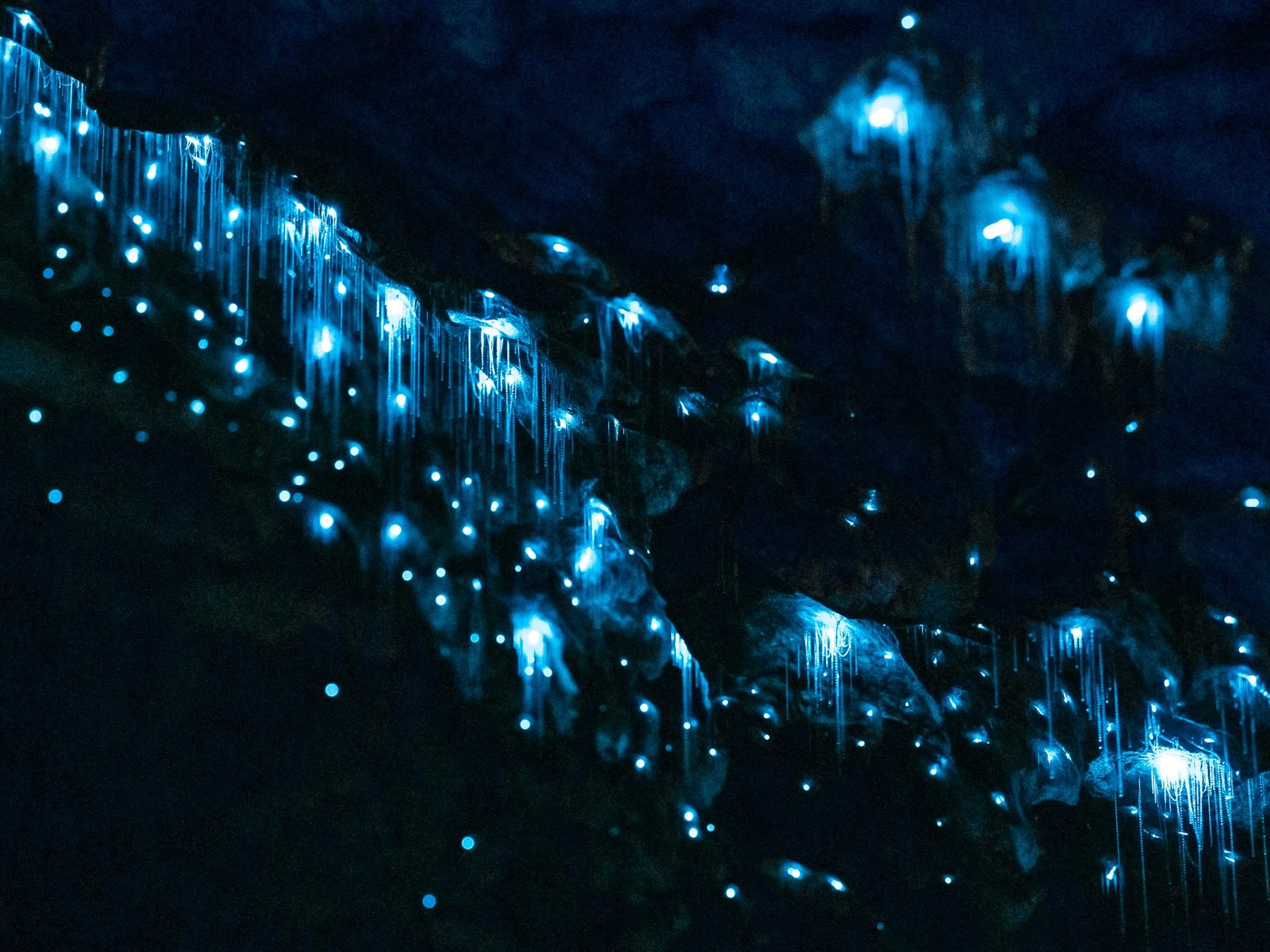 Close view of blue-green glowworms and their hanging threads