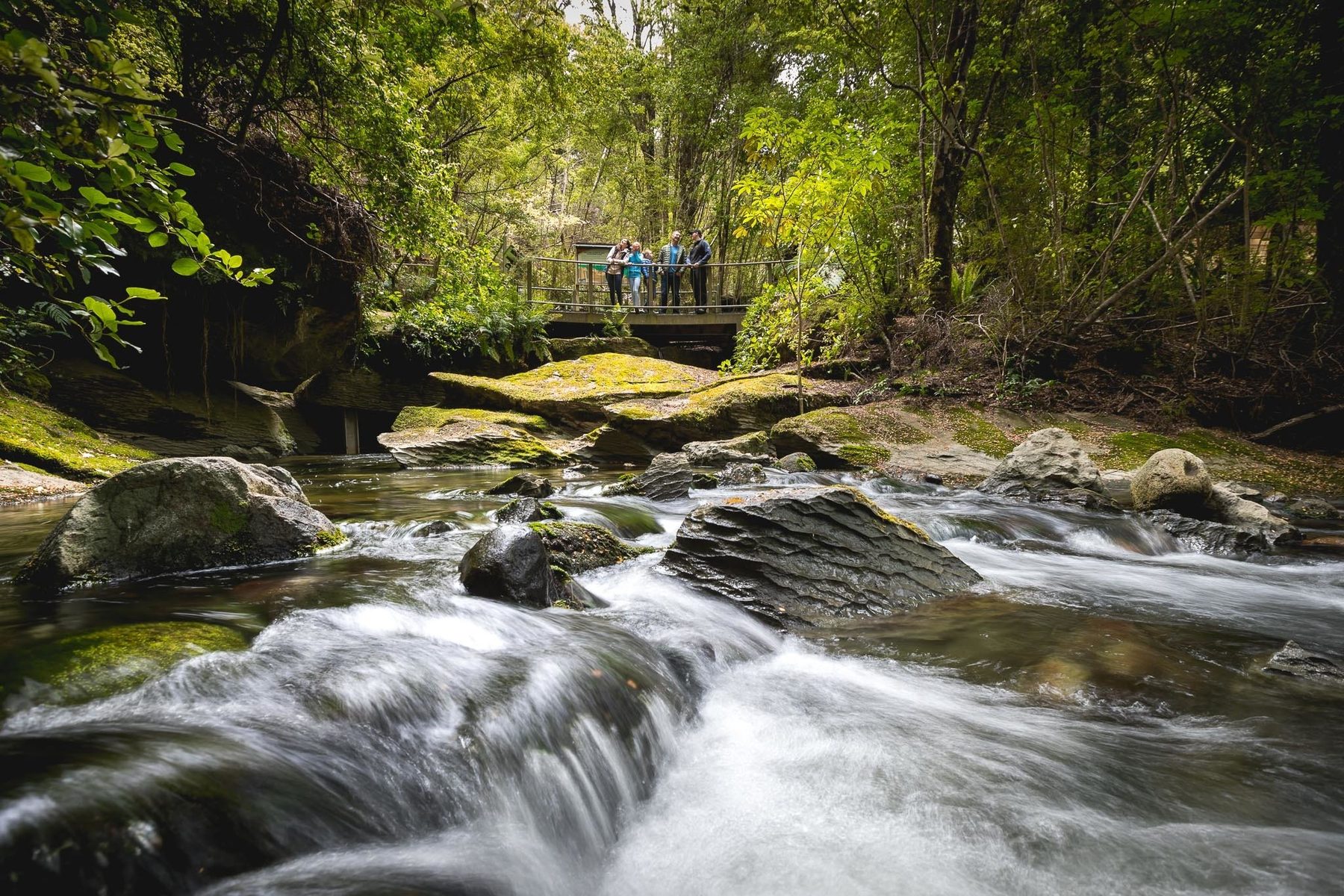 Fast-moving water and forest beside the Te Anau cave entrance